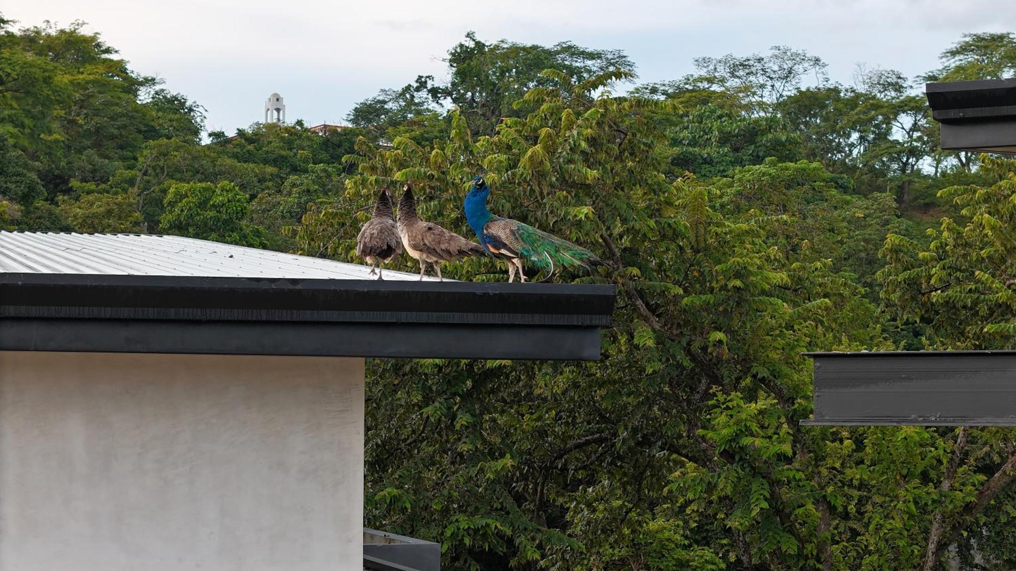 Epic Tamarindo Boutique Hotel Villarreal Exterior photo